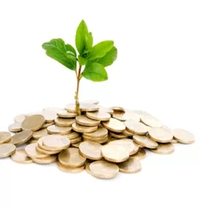 Денежное дерево  