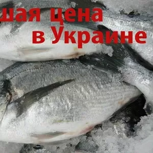 Дорадо (Морской карась,  Sea Bream) охложденный