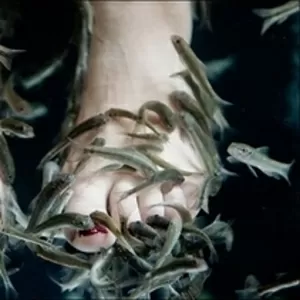 Массаж рыбками Гарра-Руфа в Магелане,  подарочный сертификат