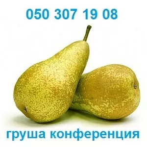 Продам груши оптом. Сорт Груши Конференция