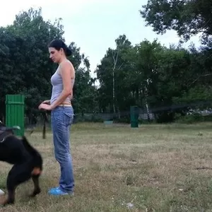 Дрессировка собак любых пород