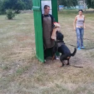 Воспитания собак любых пород