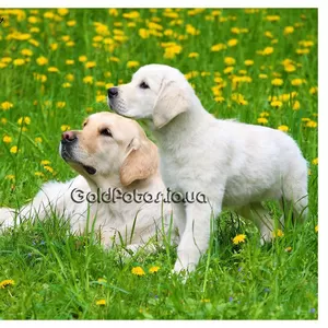 Щенки золотистого ретривера от эксклюзивной вязки