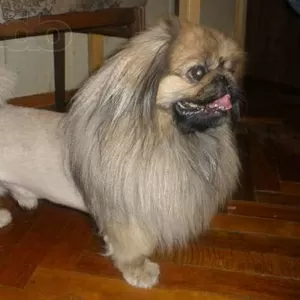 стрижка ваших любимцев киев