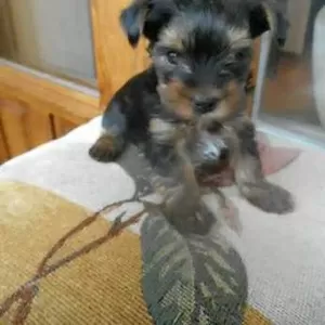 Продаются супер-мини йорк в хорошие, добрые руки 