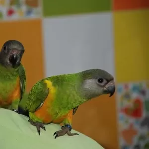 Ручной попугай для разговора Сенегал и Аратинга