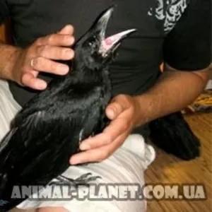 Птенцы настоящего черного ворона - выкормыши,  полностью ручные