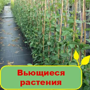 Продам вьющиеся растения