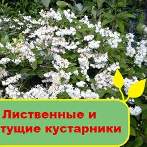 Лиственные и цветущие кустарники