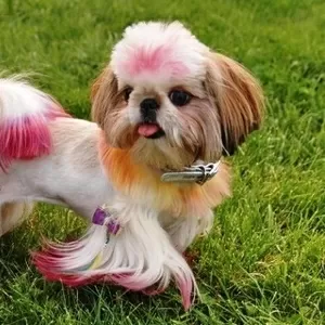 Креативная покраска  собак всех пород и метисов,  фото,  груминг,  проф