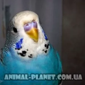 Выставочный волнистый попугай ЧЕХ – лучший говорун. В наличии птенцы р