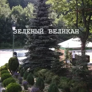 Крупномеры для озеленения участка