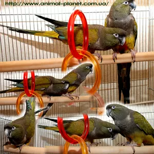 Патагонский попугай или Скалистый попугай ручные птенцы