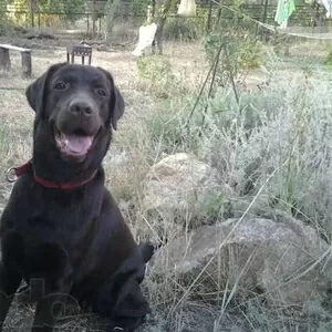 Продам лабрадора-ретривера