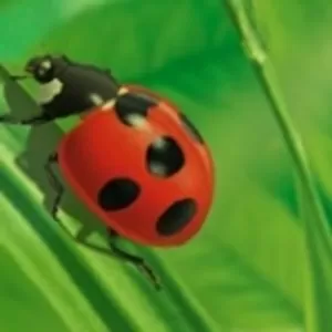 Уничтожение вредных насекомых,  грызунов.