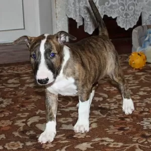 Зоогостиница | Передержка Ваших питомцев