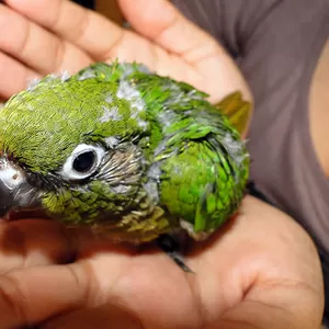 Продаётся ручной Пирруровый попугай - птенец для разговора