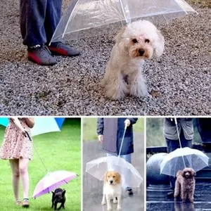 Защитный зонт от дождя для собаки