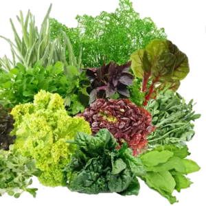Продаем свежие травы,  зелень,  салаты высокого качества оптом