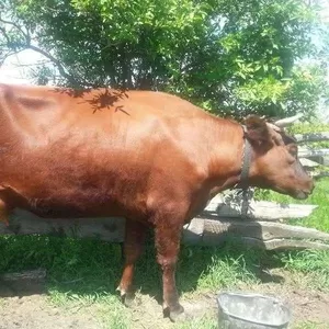 Коровье домашнее молоко