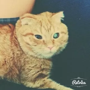 Вислоухий Рыжий кот