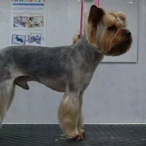 Приглашаем собак на бесплатную стрижку,  купание и другие гигиенические