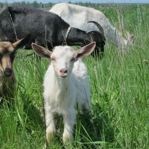 Продам Срочно Дойных Коз,  Козлов и Козлят рогатых и безрогих.