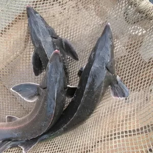 Осетр живой,  стерлядь,  бестер 