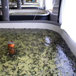 Выращивание рыб