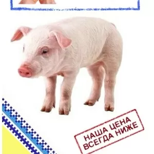 Комбикорм для свиней (30-65 кг.)