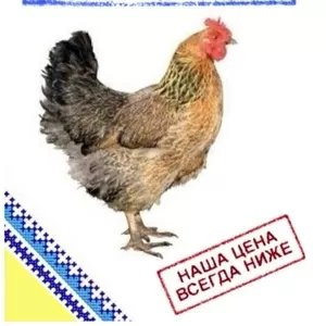 Комбикорм для цыплят-бройлеров  ПК  5-4.  Возраст от 15 до 30 дней