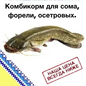 Комбикорм для выращивания  сома,  форели и осетровых.