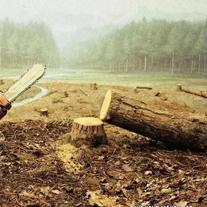 Валка аварийных и сухостойных деревьев под ключ в Киеве и Киевской обл