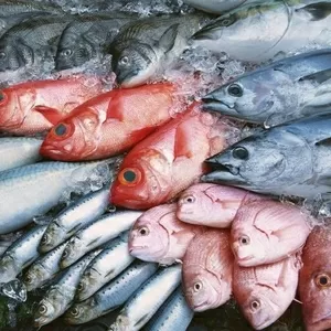 Рыба свежемороженая для переработки и столовые сорта оптом