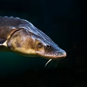 Разведение осетра,  угря