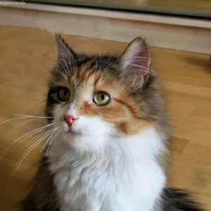 Котенок сибирской кошки Миледи настоящее счастье в дом!