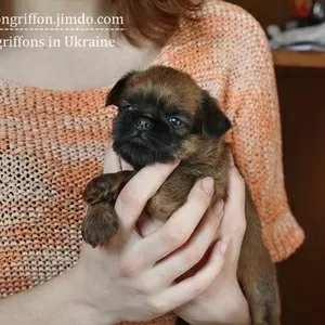 Щенки гриффона,  маленькой рыжей собачки