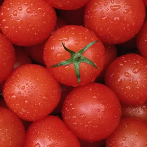 Торгова компанія шукає надійного оптового постачальника помідорів