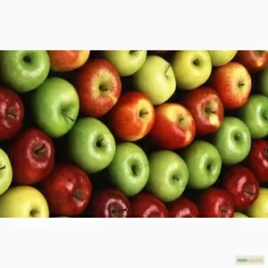 Торгова компанія шукає надійного оптового постачальника яблук