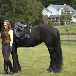Черный Фризская лошадь