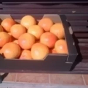 Грейпфрут Pomelo из Испании