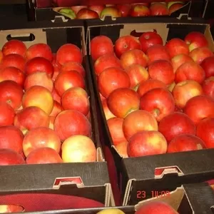 Продажа польских яблок