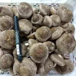 Предлагаем грибы Шиитаке