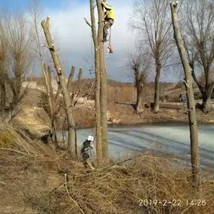 Спиливание деревьев любой сложности,  быстро,  качественно,  недорого