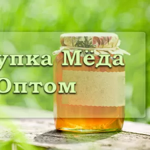 Покупка меда оптом