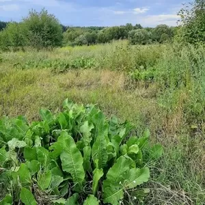 Продається земля в с. Пилиповичі,  Бородянський р-н