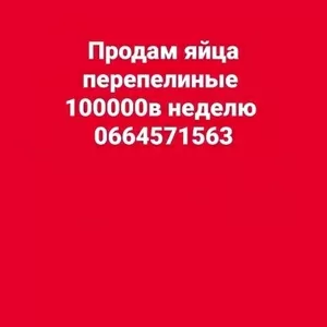 Продам яйца перепелиные оптом