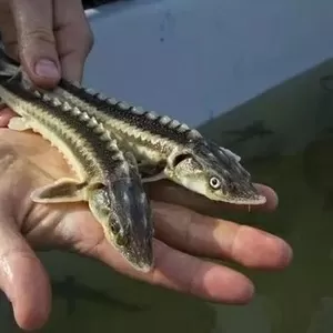 Малек рyccкого осетра