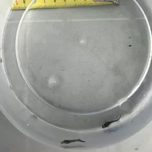 Принимаю заказ на малек осетра,  малек стерляди