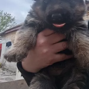 Продам цуценят німецької вівчарки